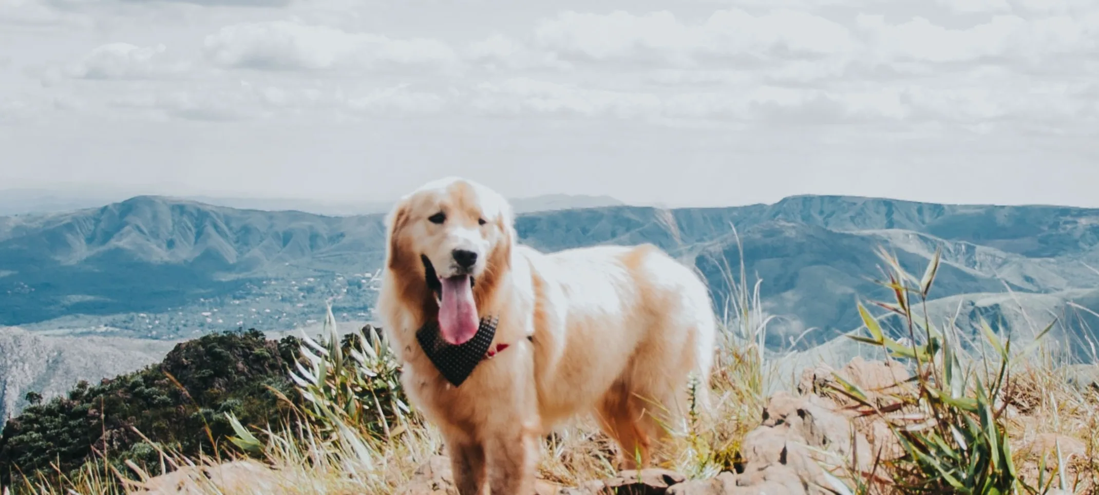 Dog on cliff with mountains